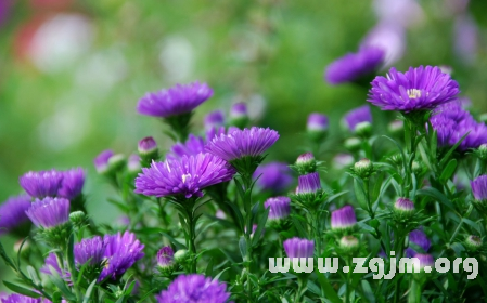 柳叶紫苑的花语