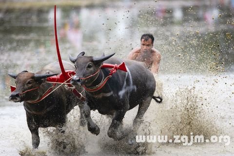 梦见水牛