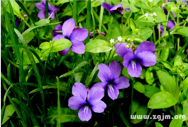 紫花地丁的花语