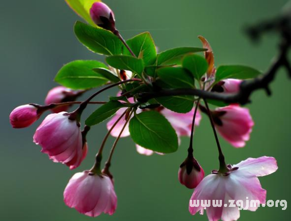 垂丝海棠的花语