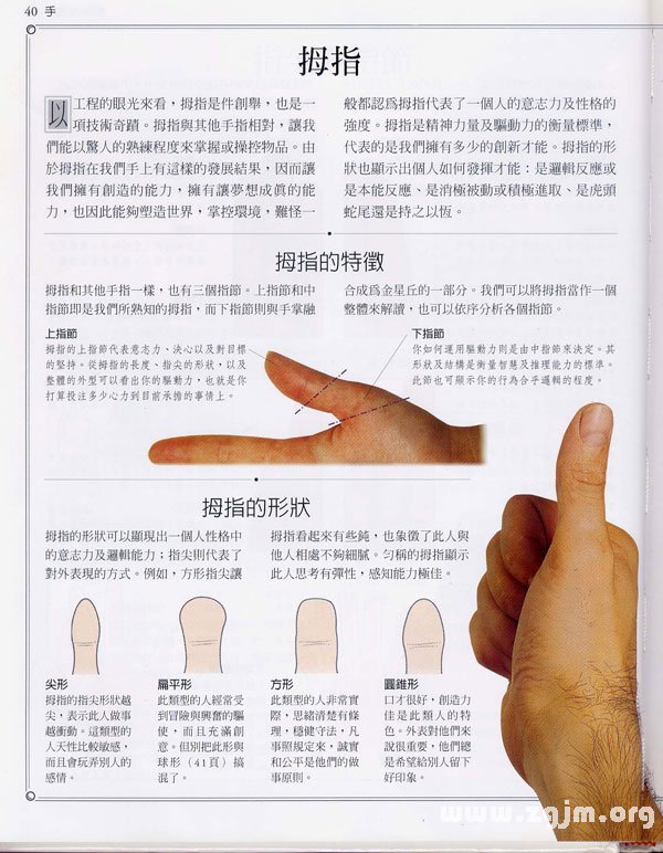 《手相学习百科》：拇指