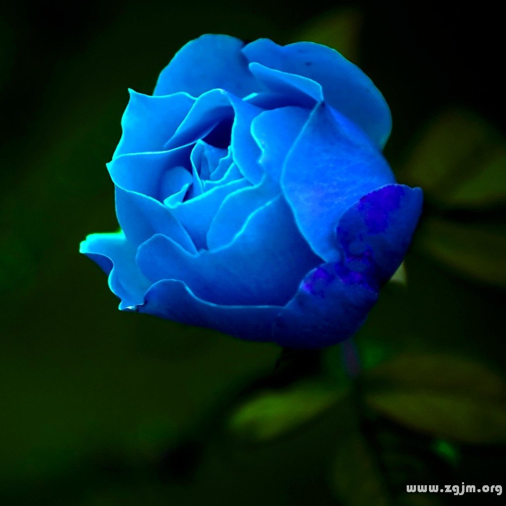 蓝玫瑰的花语