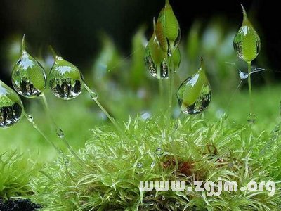 螺旋藓苔的花语