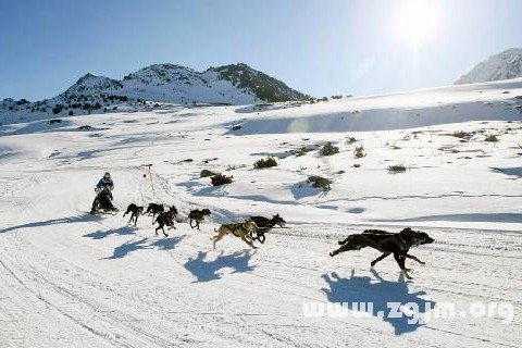 梦见雪橇