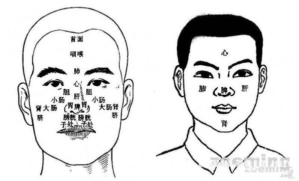 面部位置对应器官图片